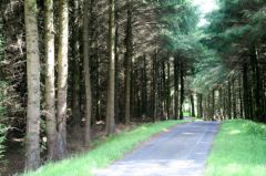 In_Ballypatrick_Forest.jpg